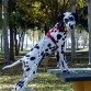 Dartacan (con 6 meses) de pose en una mesa de un parque 